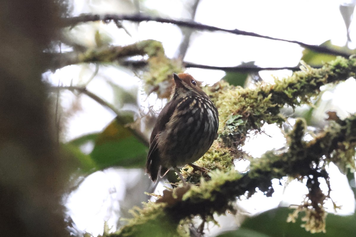 Ochre-fronted Antpitta - ML623318248