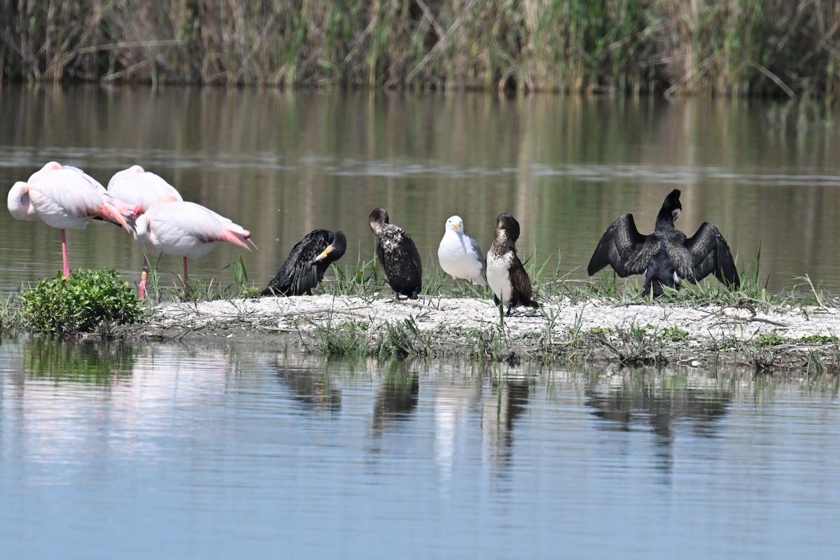 Cormorán Grande - ML623318269