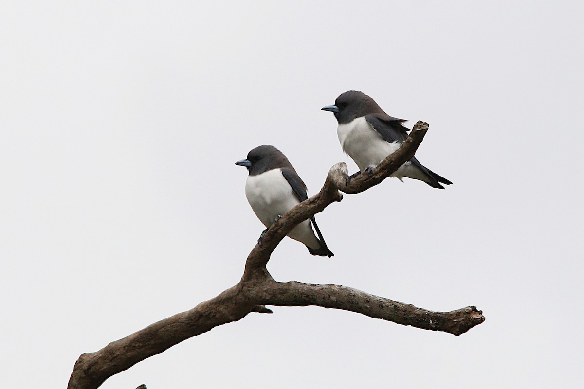 White-breasted Woodswallow - Ron Burgin