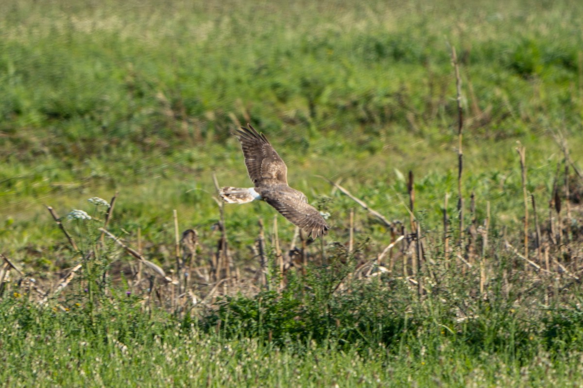 Hen Harrier - ML623318384