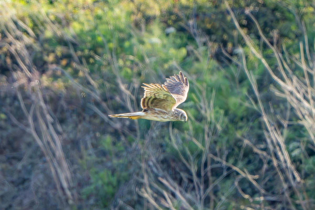 Hen Harrier - Anonymous