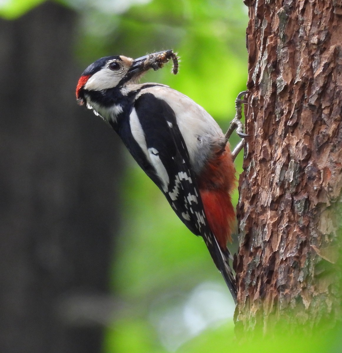 Great Spotted Woodpecker - ML623318449