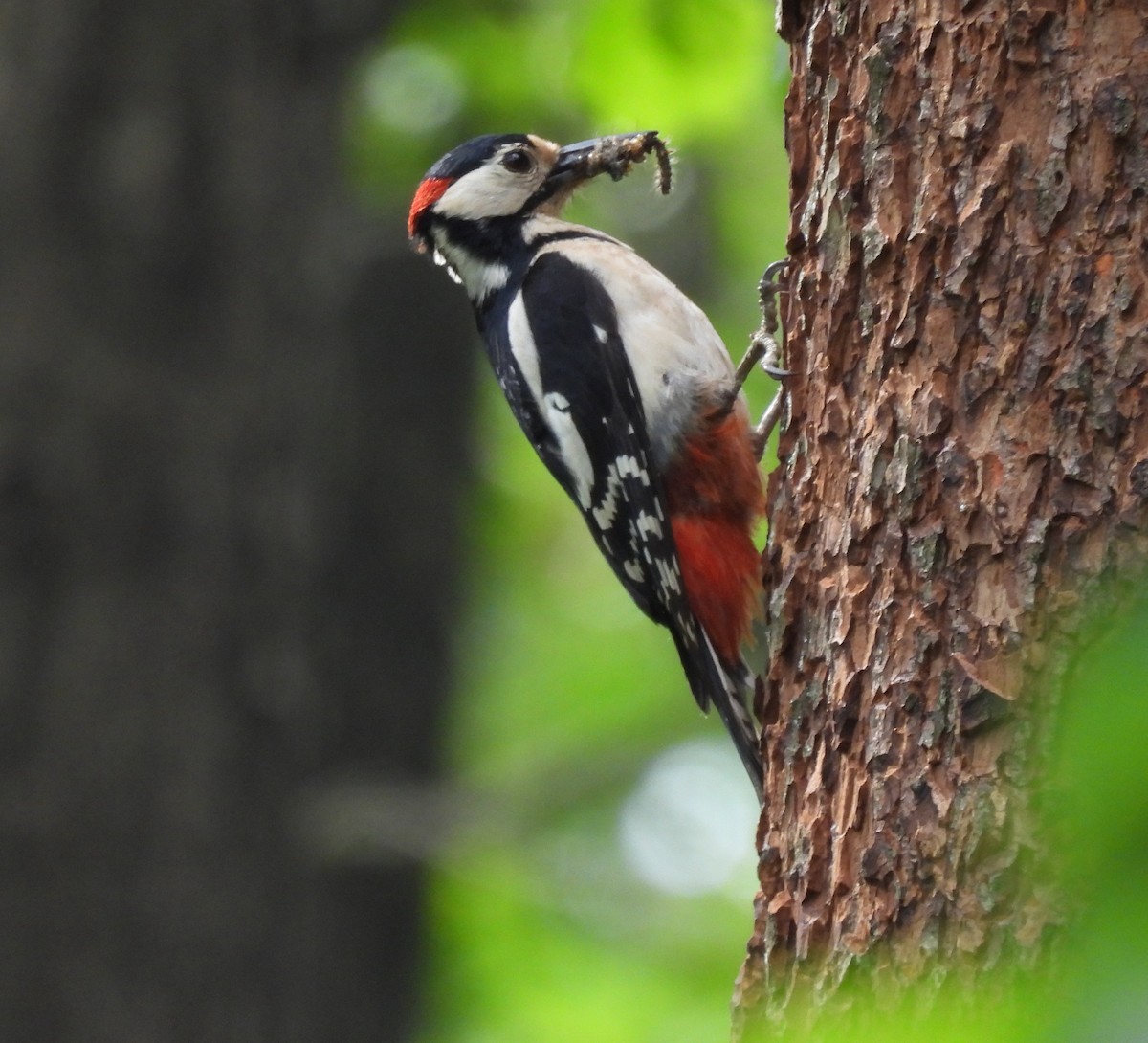 Great Spotted Woodpecker - ML623318450