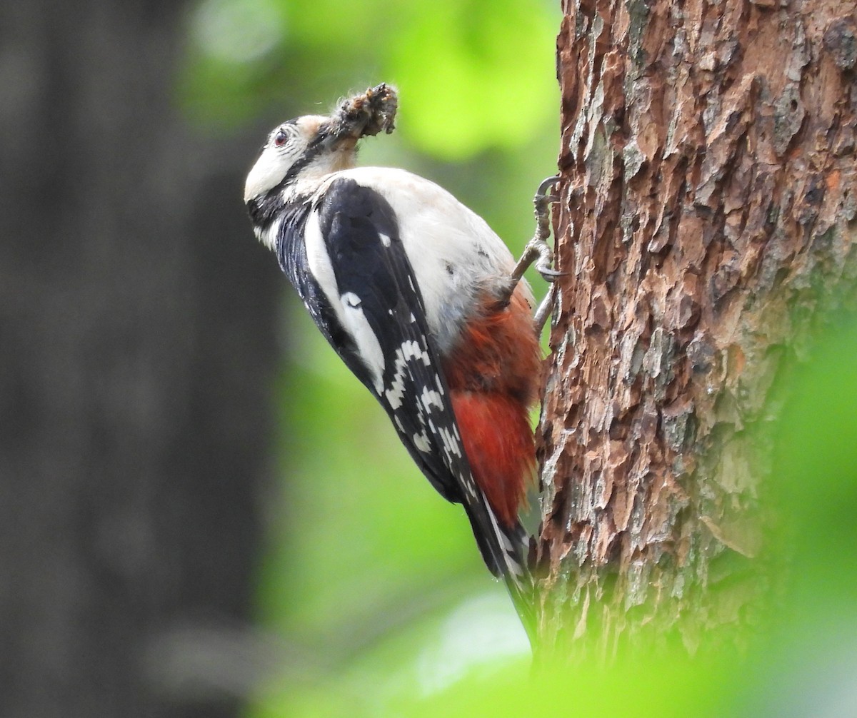 Great Spotted Woodpecker - ML623318451