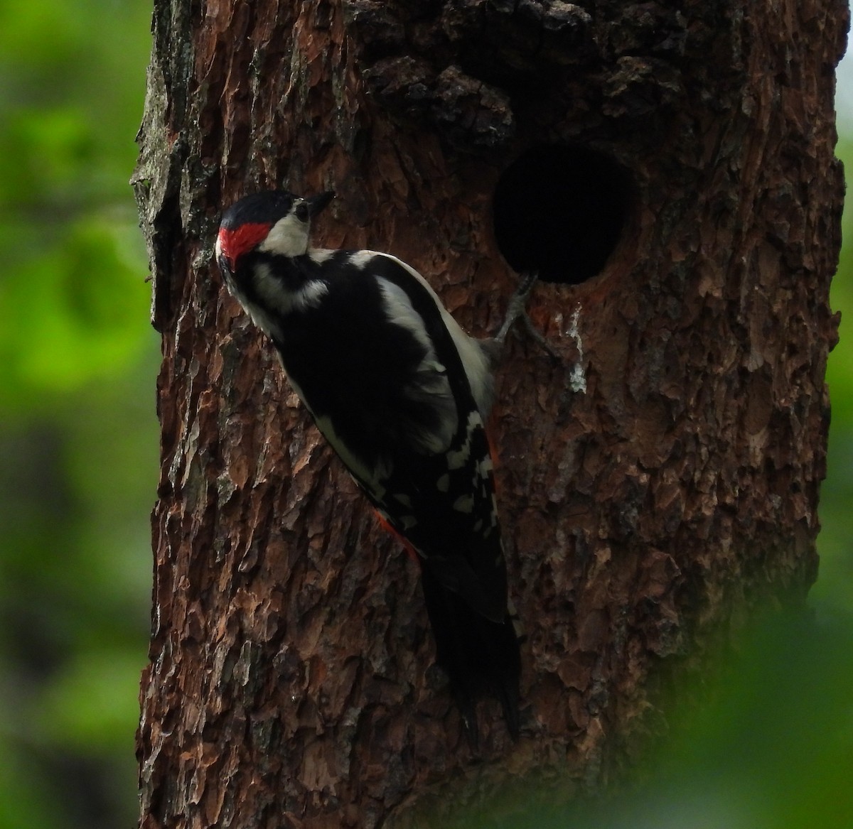 Great Spotted Woodpecker - ML623318452