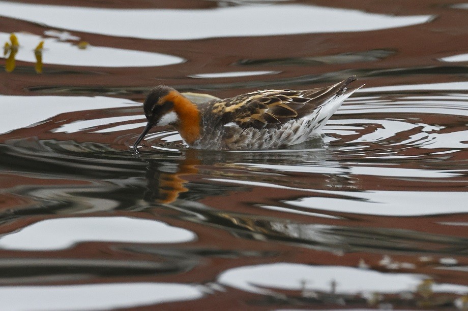 Red-necked Phalarope - ML623318463