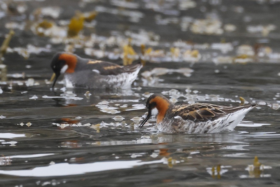 Red-necked Phalarope - ML623318464