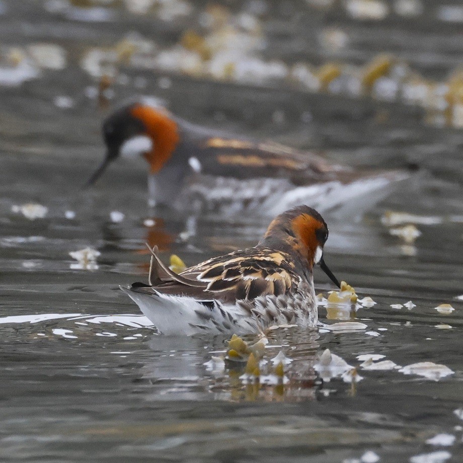 Red-necked Phalarope - ML623318465