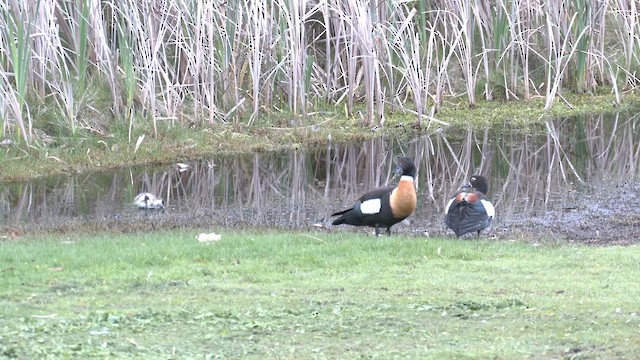 Australian Shelduck - ML623318486