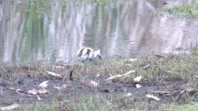 Australian Shelduck - ML623318487