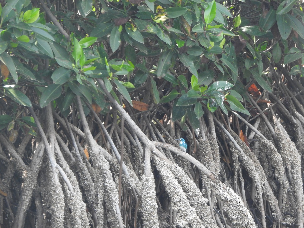 Small Blue Kingfisher - Muhammad Nafis Ufsi