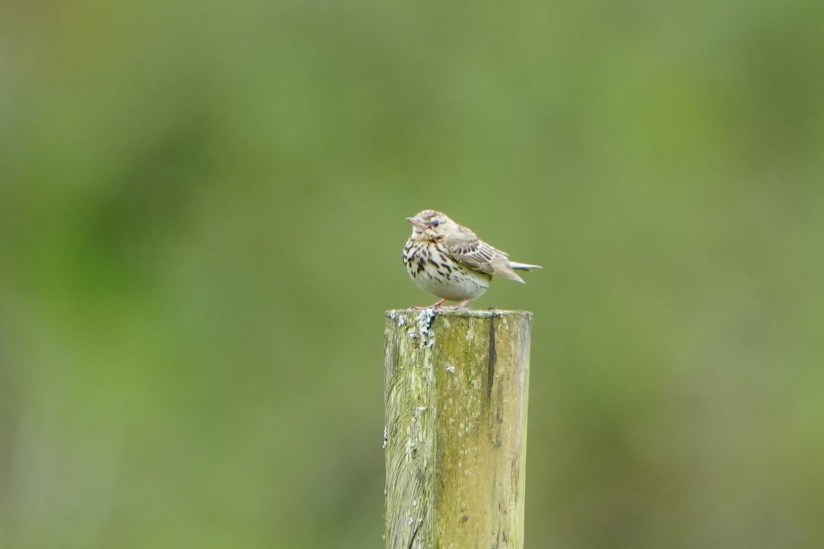 Tree Pipit - ML623318503