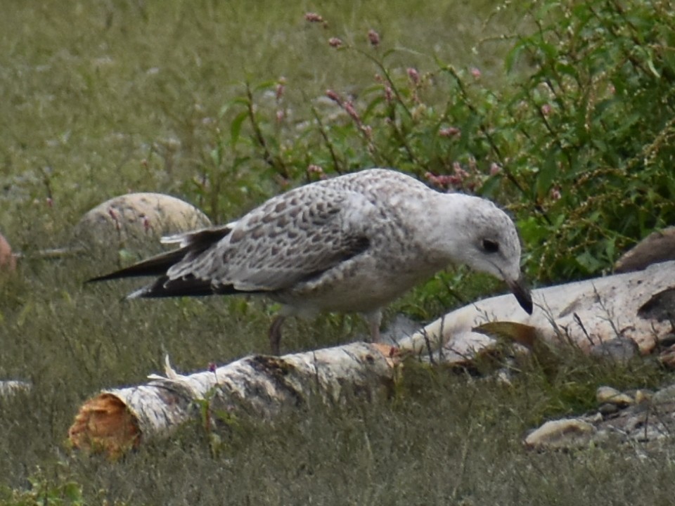 California Gull - Bill Hubbard