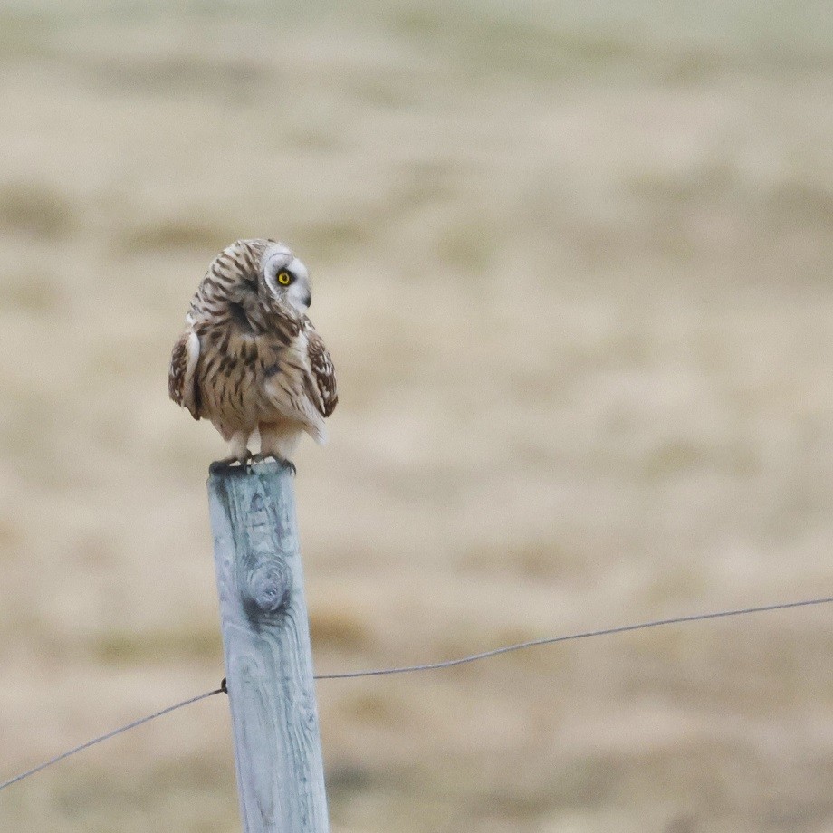 Short-eared Owl - ML623318553