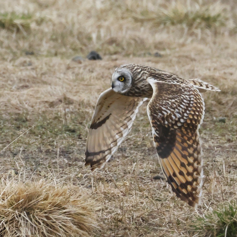 Short-eared Owl - ML623318554