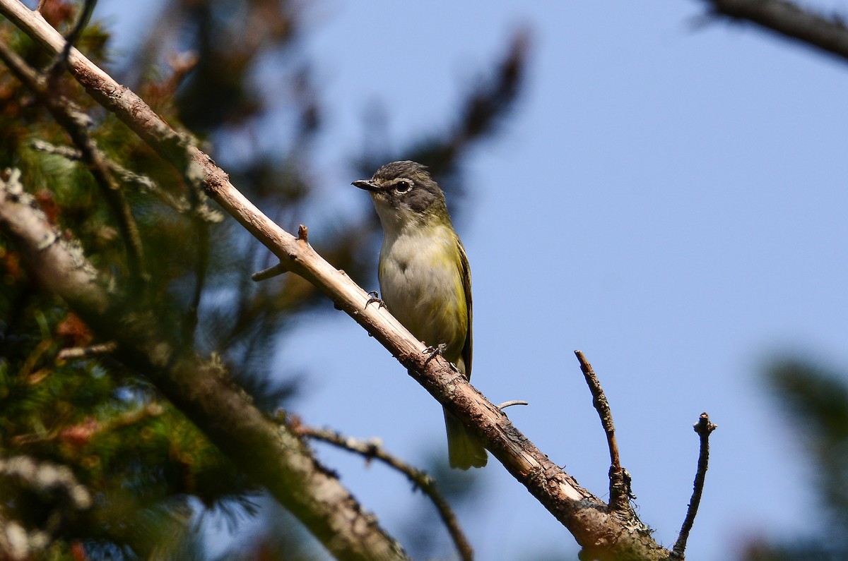Blue-headed Vireo - ML623318566