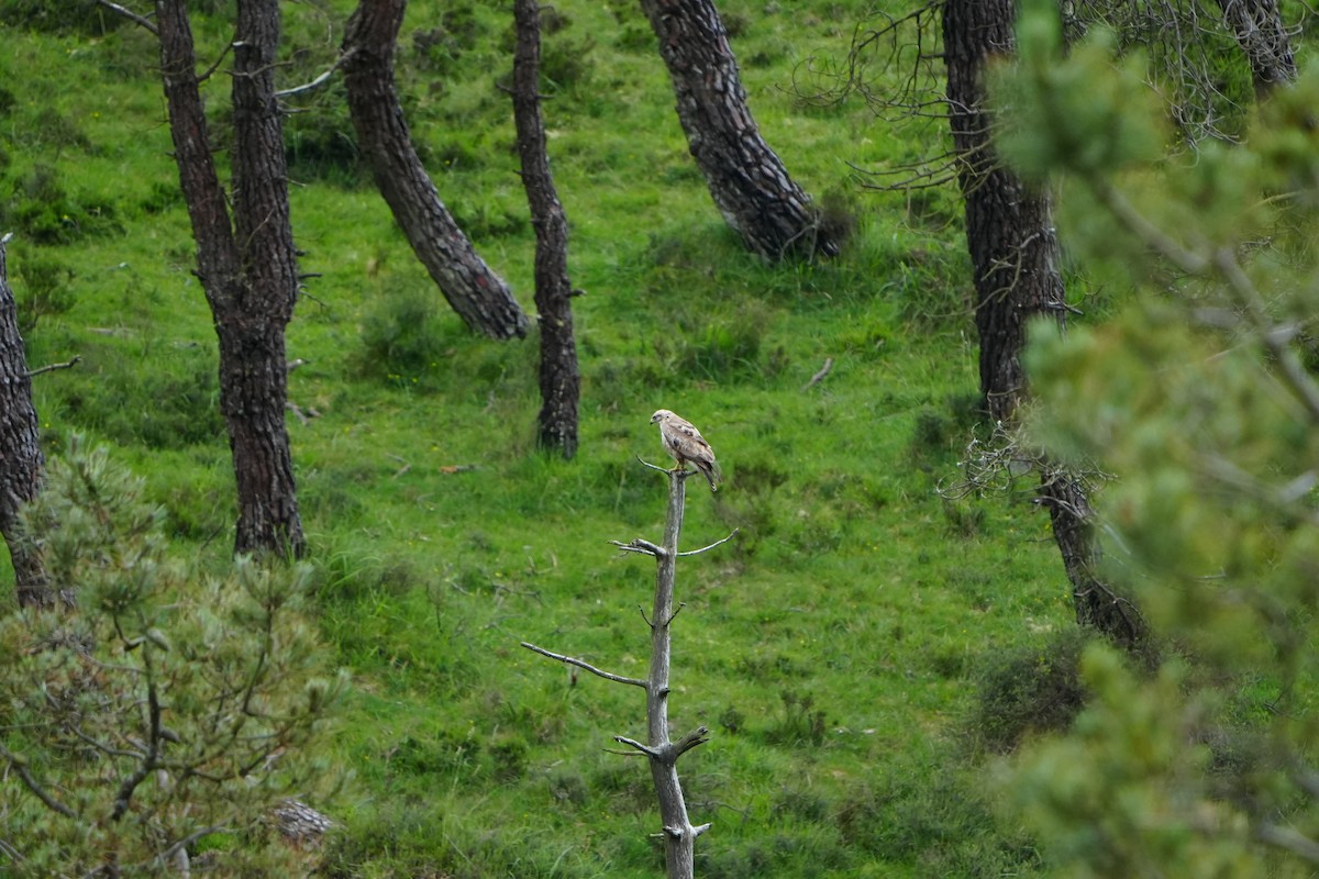 Common Buzzard - ML623318568