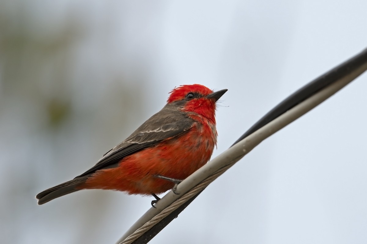 Vermilion Flycatcher (Austral) - ML623318601