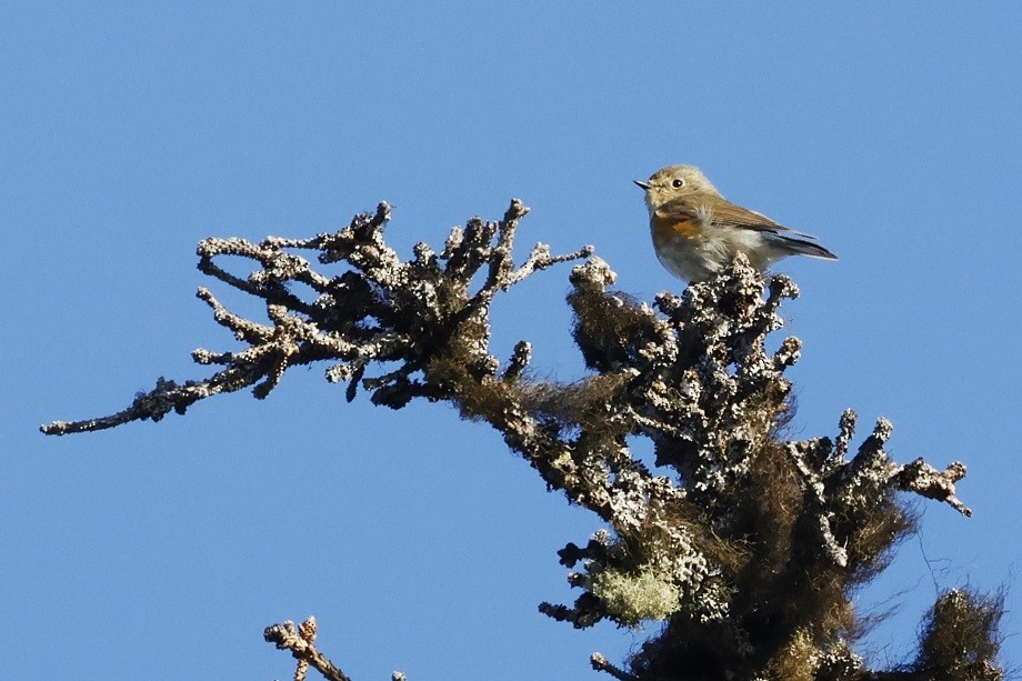 Red-flanked Bluetail - ML623318673