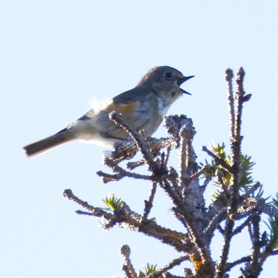 Red-flanked Bluetail - ML623318674