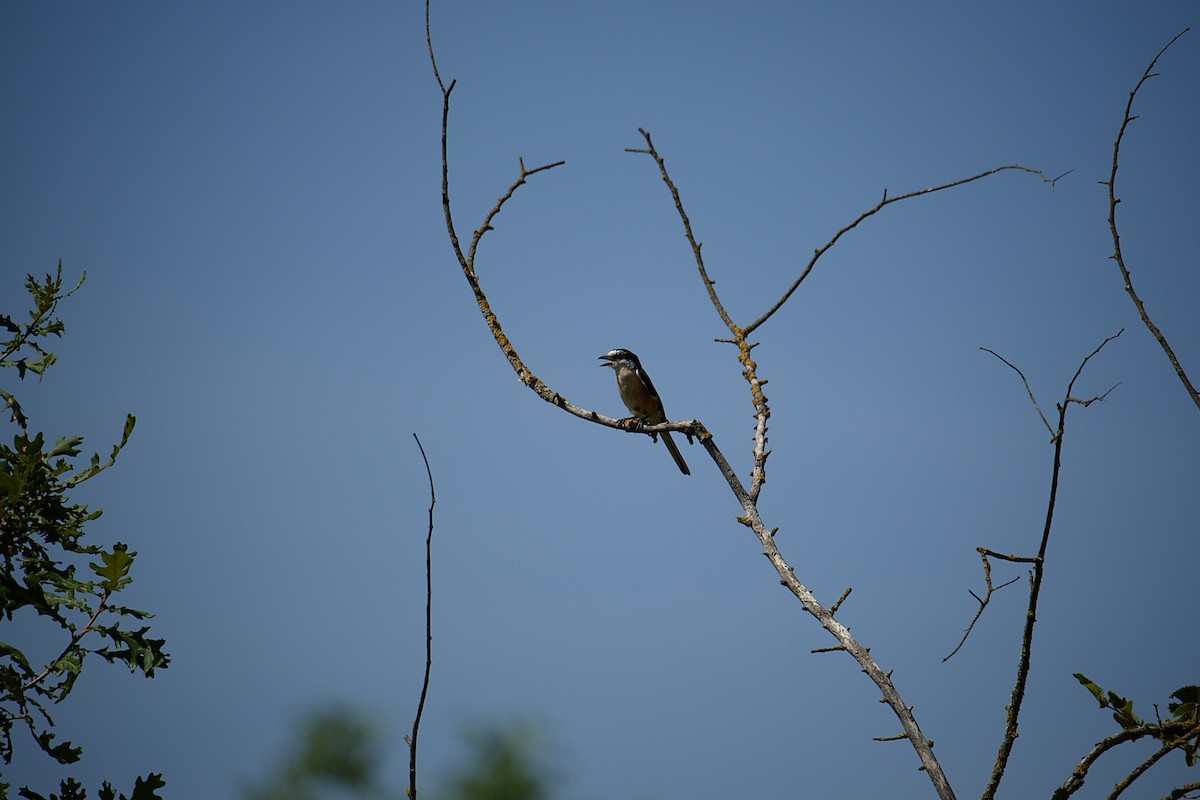 Masked Shrike - ML623318925