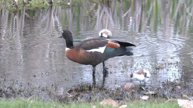 Australian Shelduck - ML623318954