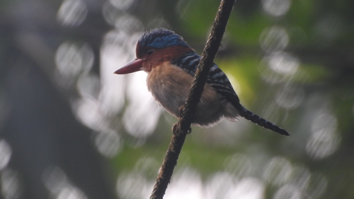 Banded Kingfisher - ML623318978