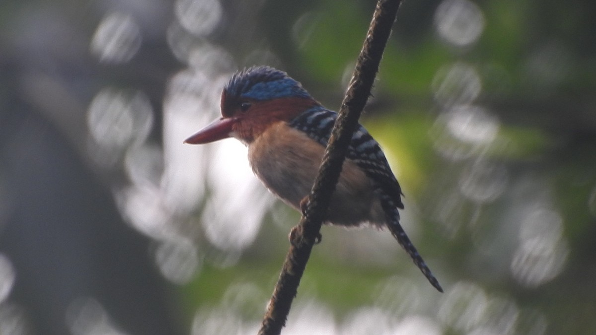 Banded Kingfisher - ML623318985