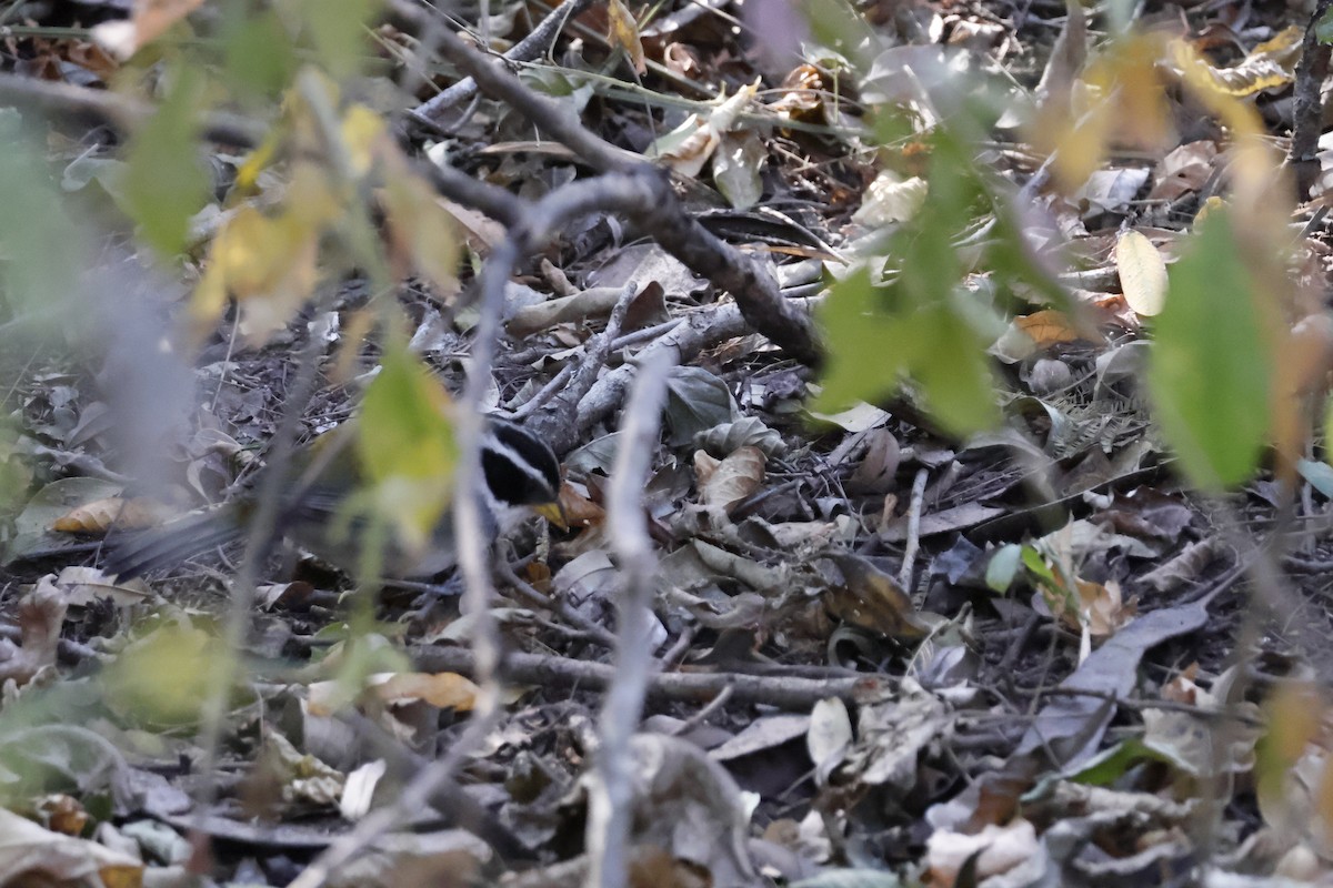 Moss-backed Sparrow - ML623318993