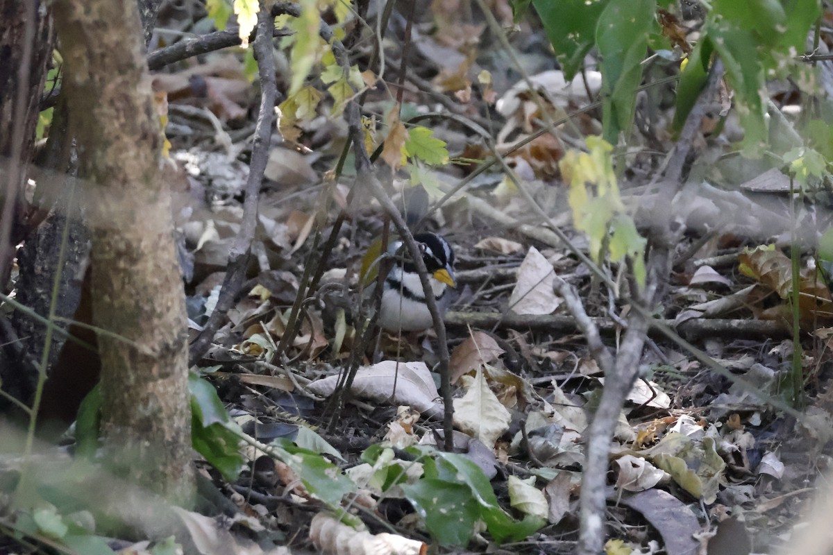 Moss-backed Sparrow - ML623318994