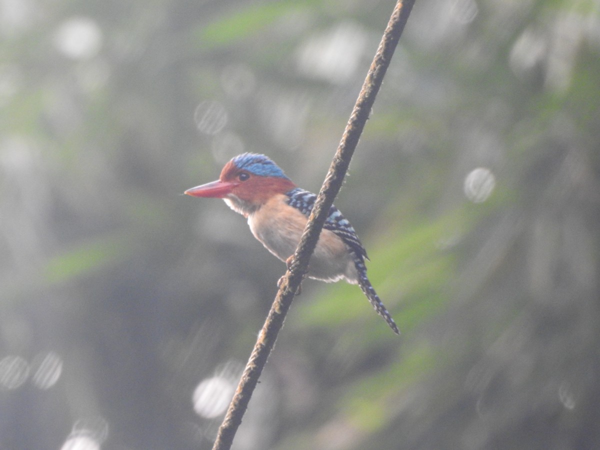 Banded Kingfisher - ML623319002
