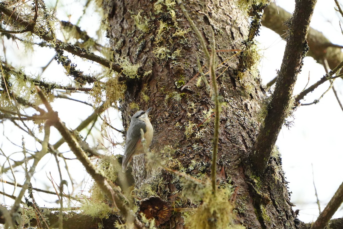 Eurasian Nuthatch - ML623319012