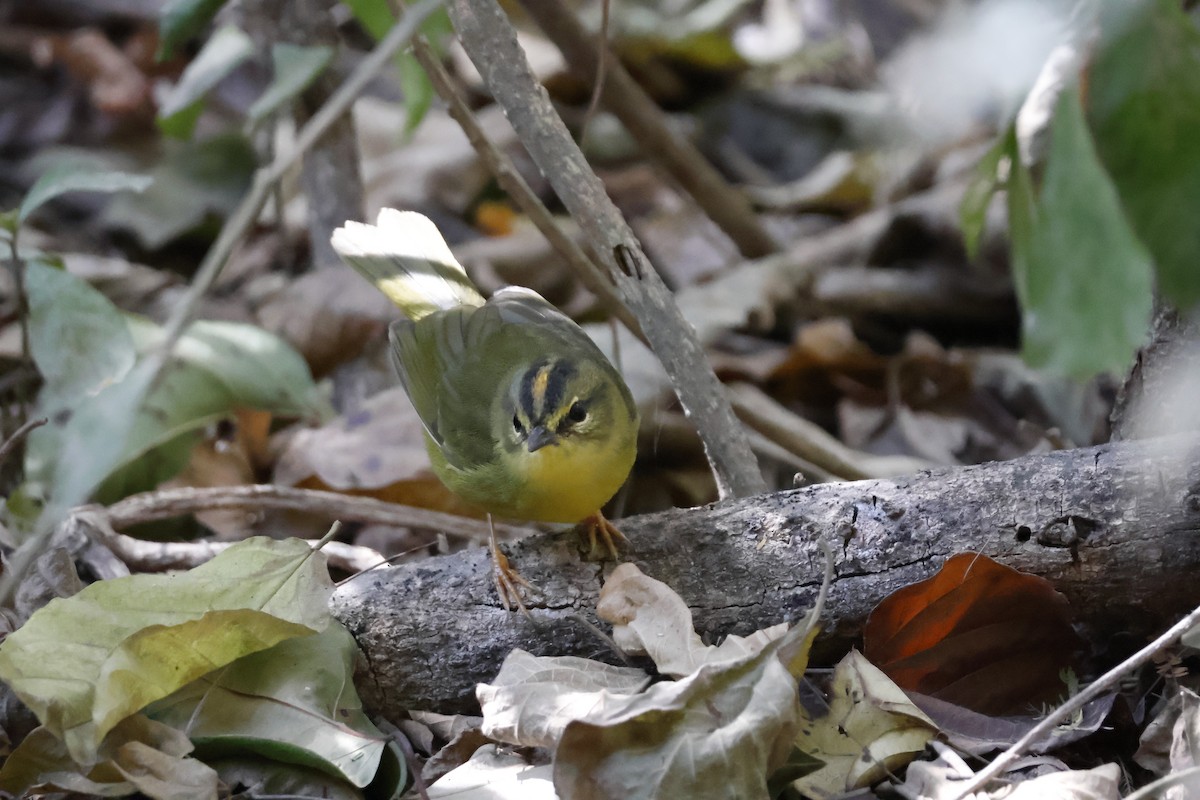 Two-banded Warbler - ML623319015