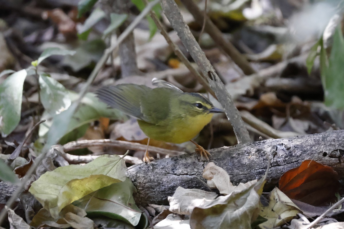 Two-banded Warbler - ML623319016