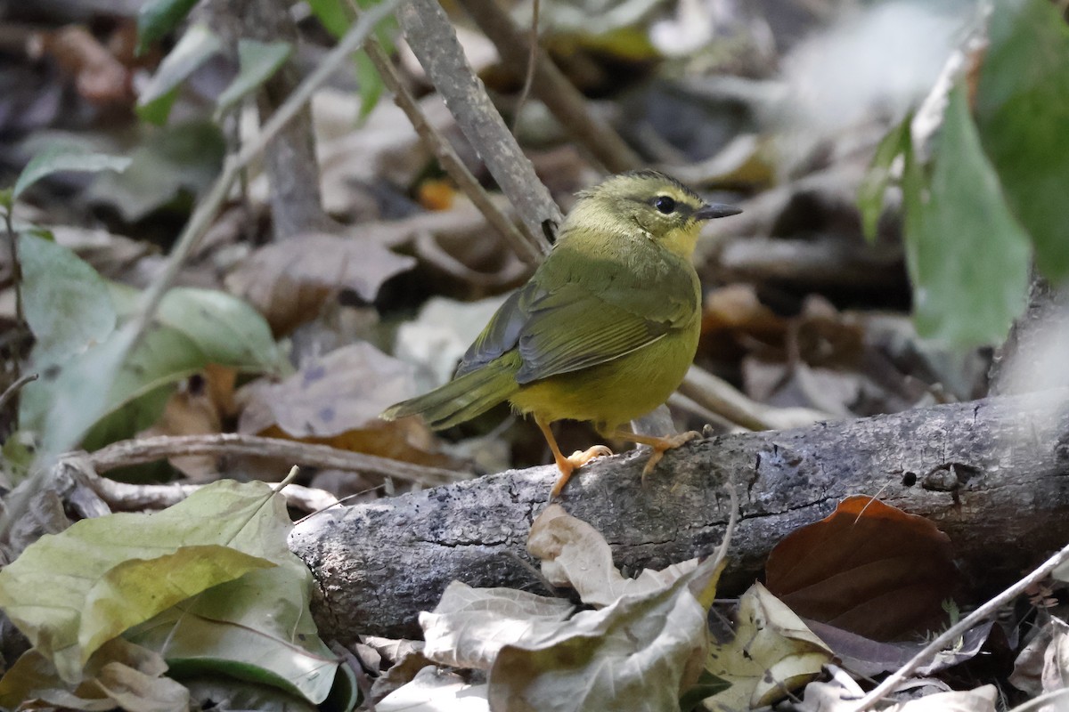 Two-banded Warbler - ML623319017