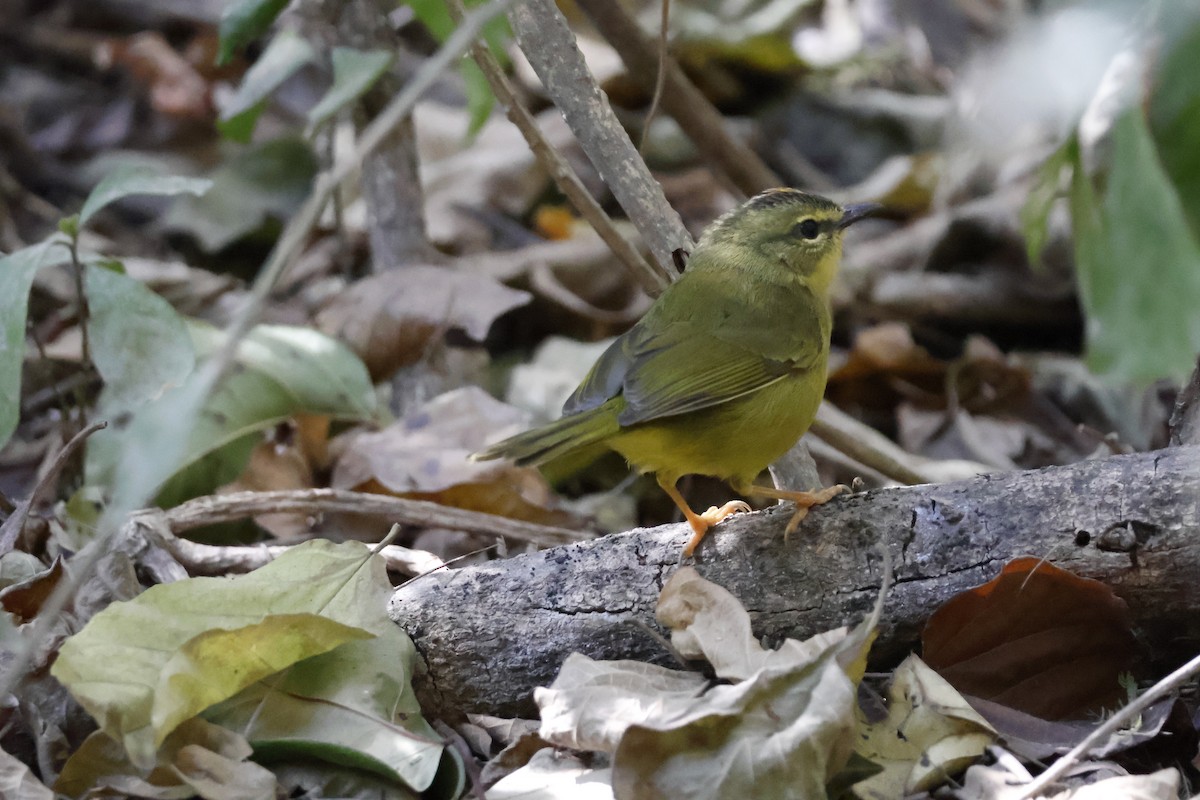 Two-banded Warbler - ML623319018