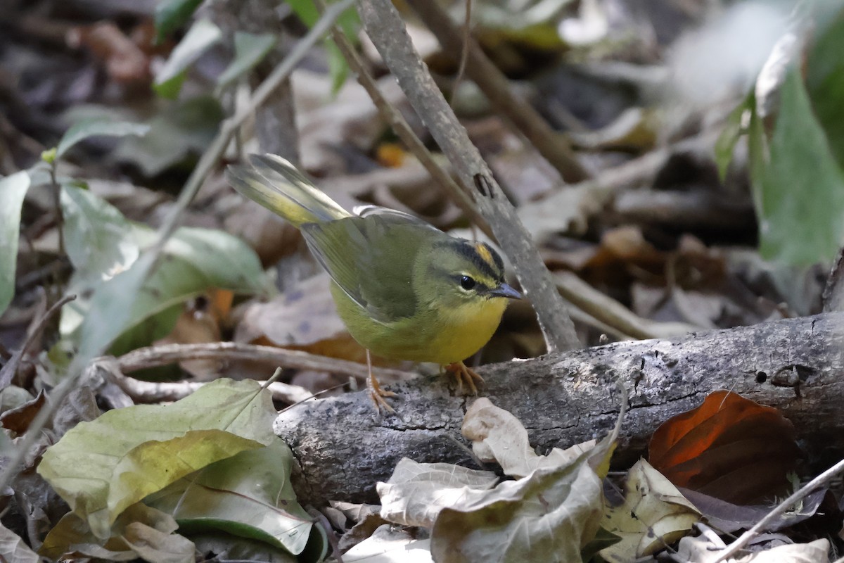 Two-banded Warbler - ML623319019