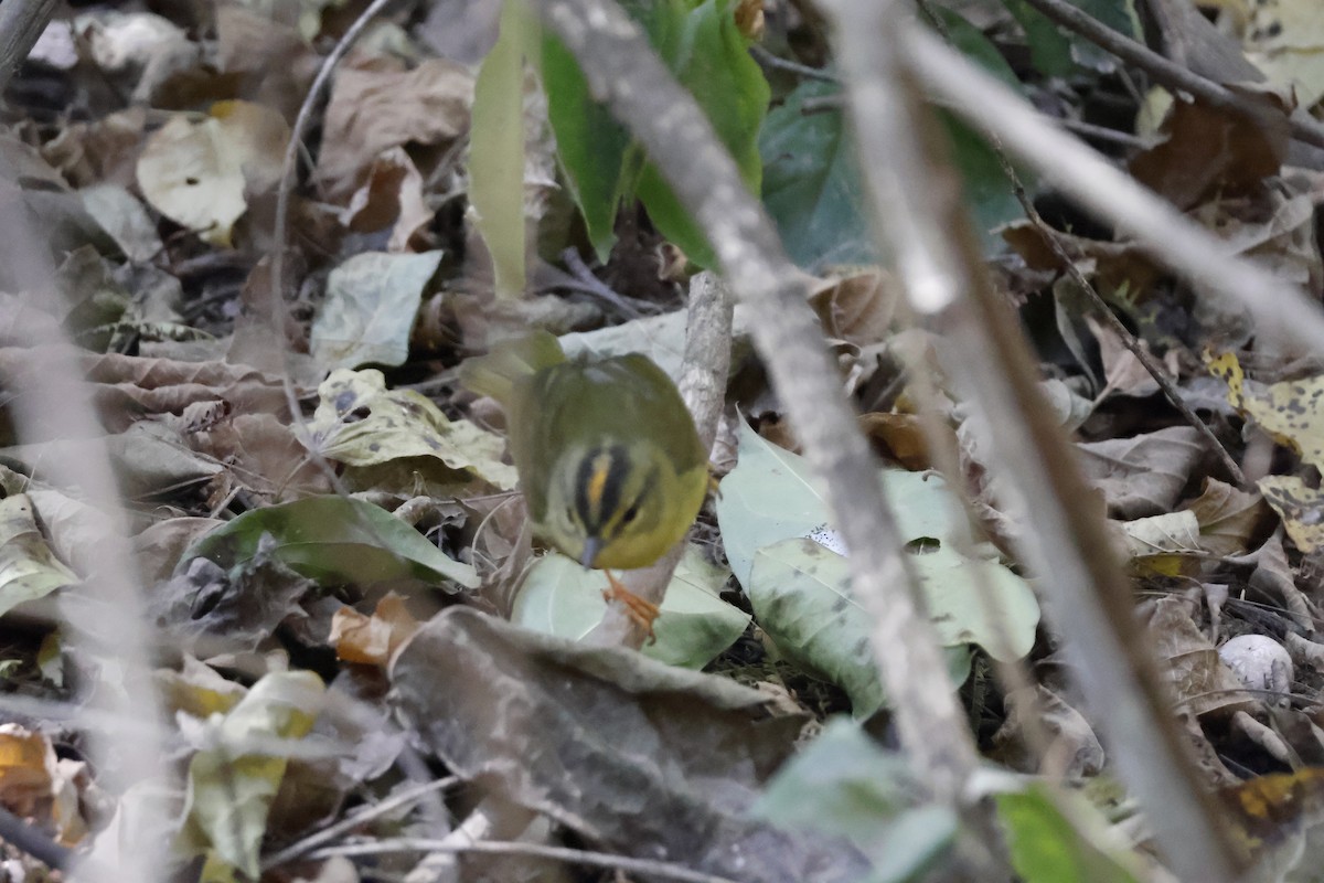 Two-banded Warbler - ML623319021