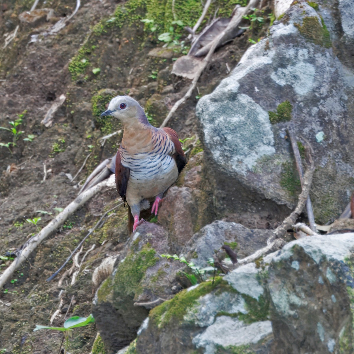 Sultan's Cuckoo-Dove (Sulawesi) - Ching Chai Liew