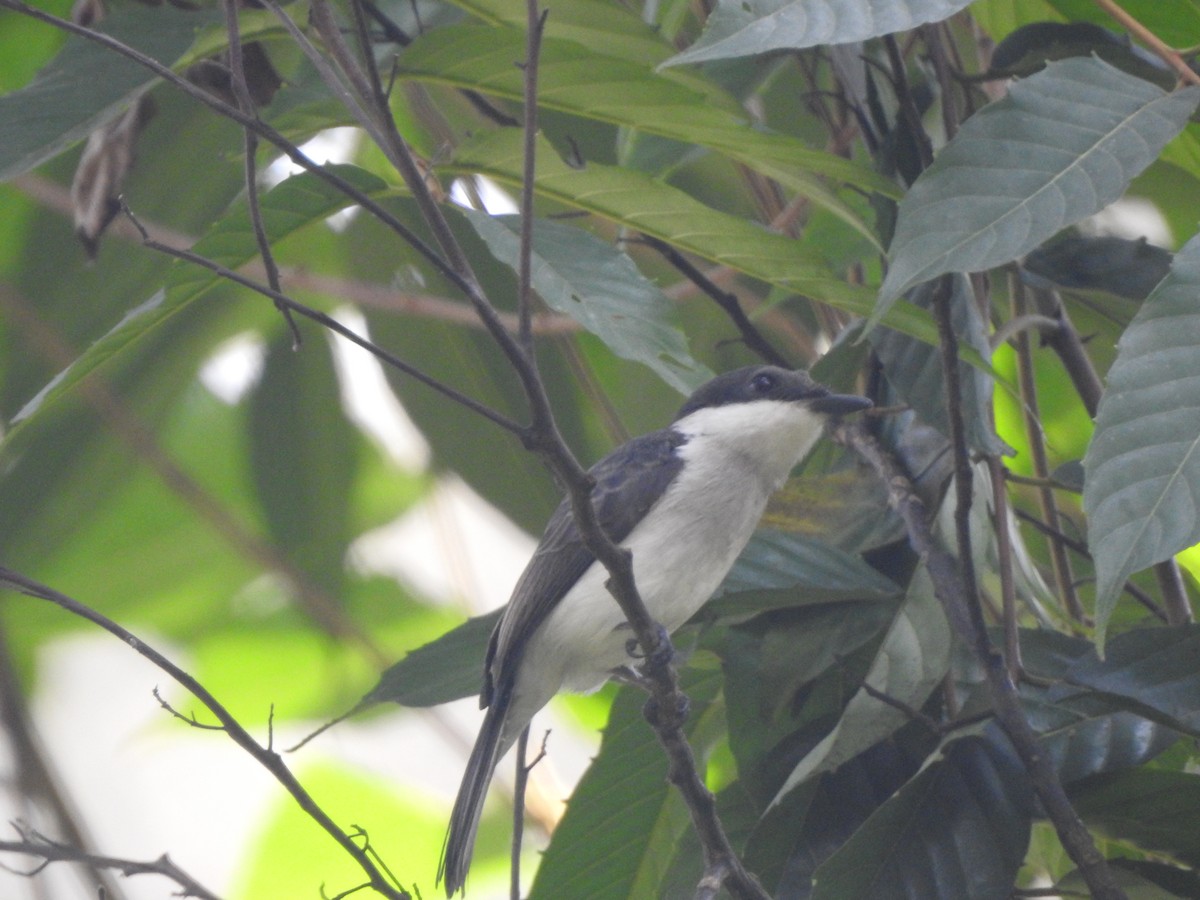 Black-winged Flycatcher-shrike - ML623319167