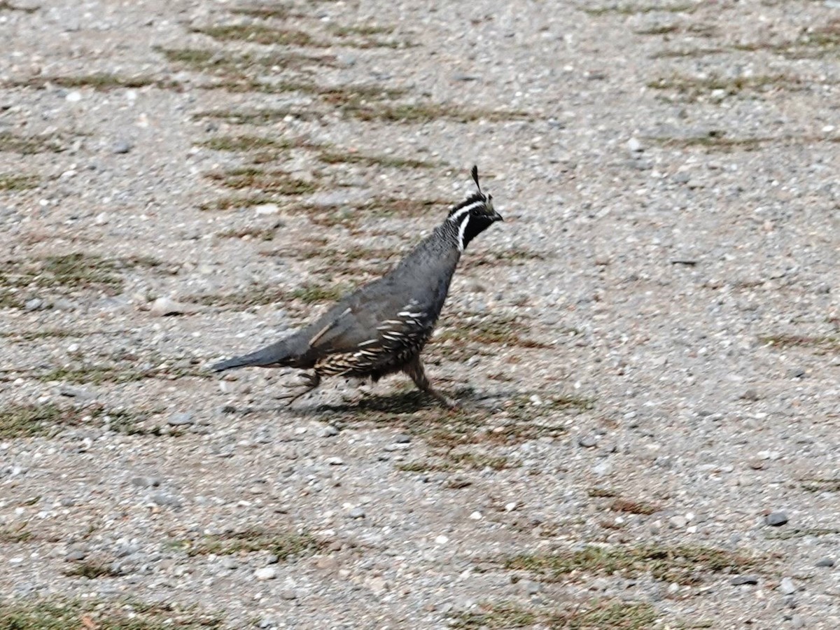 California Quail - ML623319177