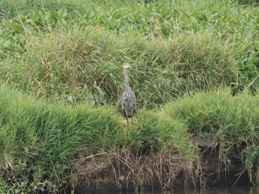 Great Blue Heron - ML623319235