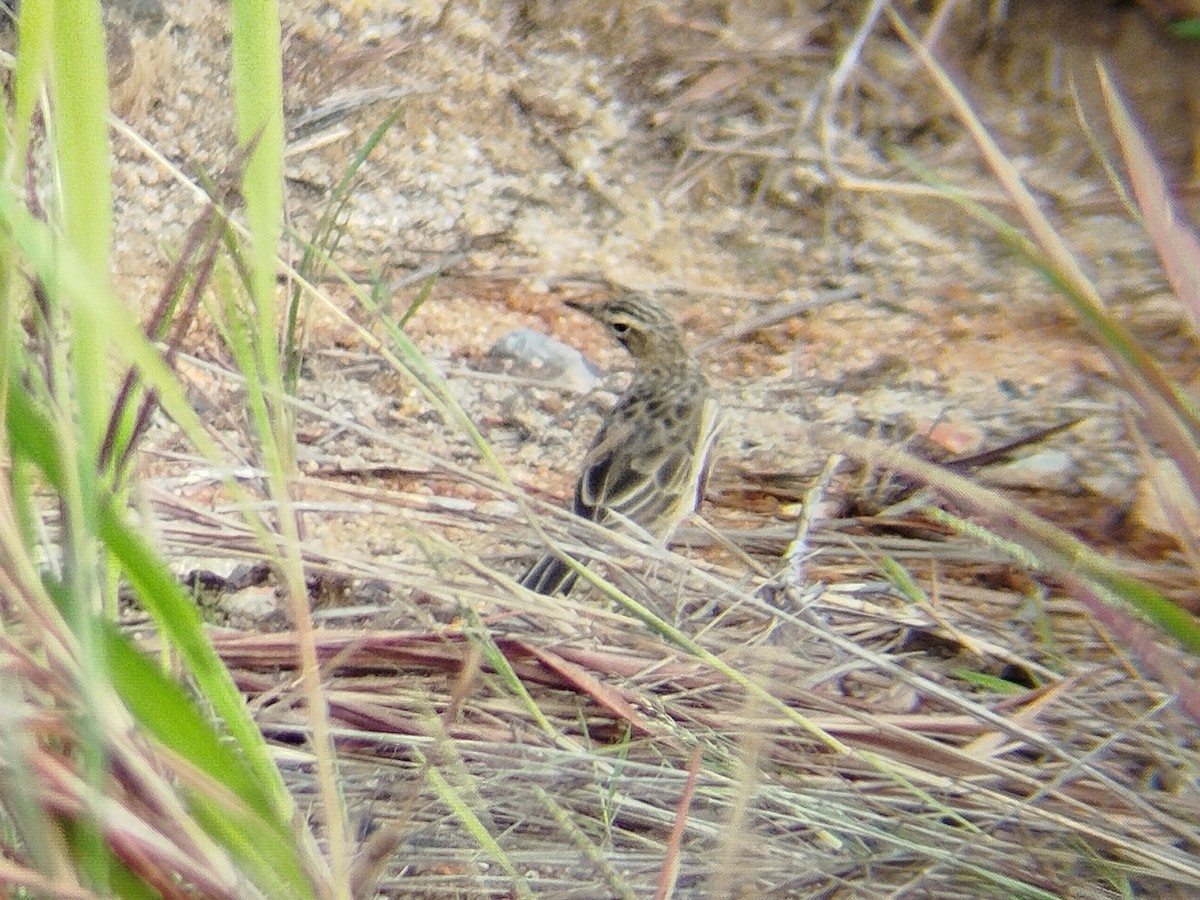 Paddyfield Pipit - ML623319285