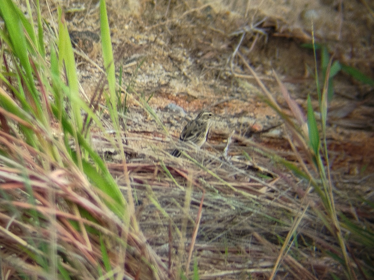 Paddyfield Pipit - ML623319286