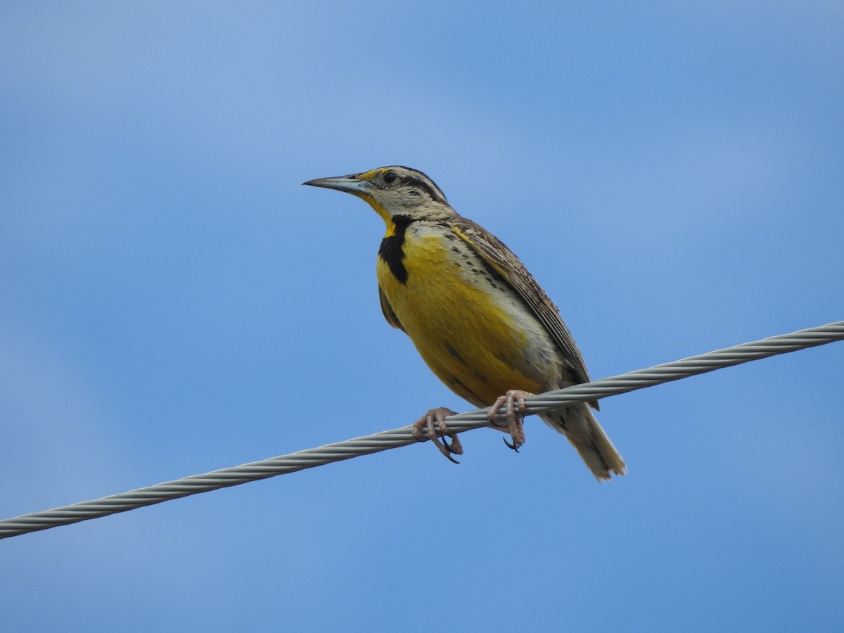 Chihuahuan Meadowlark - ML623319308