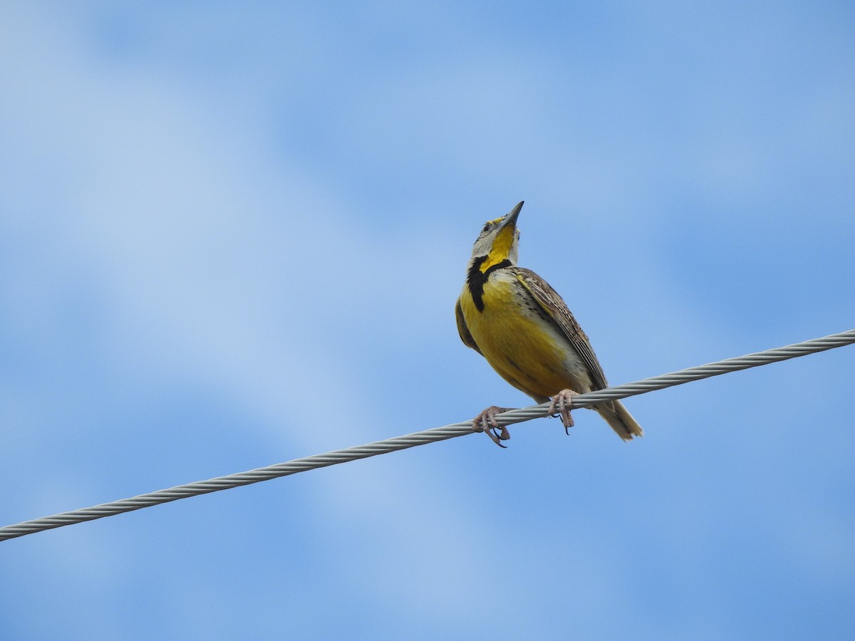 Chihuahuan Meadowlark - ML623319309