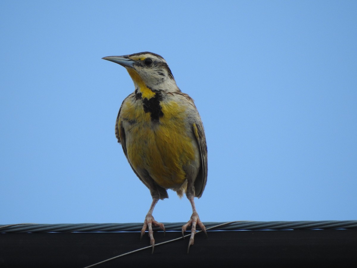 Chihuahuan Meadowlark - ML623319310