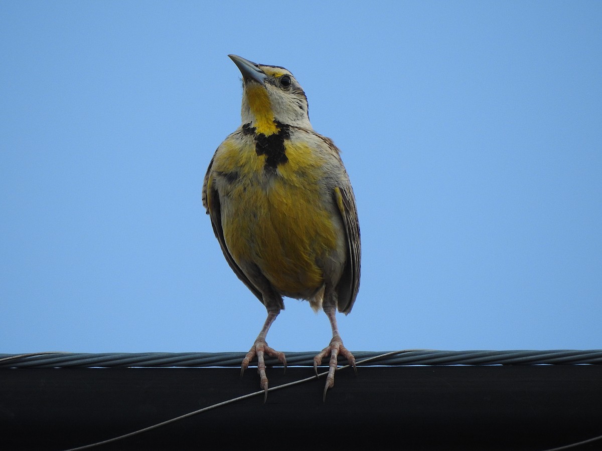 Chihuahuan Meadowlark - ML623319311