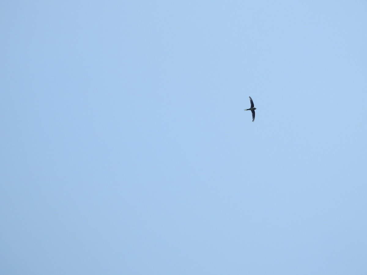 Gray-rumped Treeswift - Muhammad Nafis Ufsi