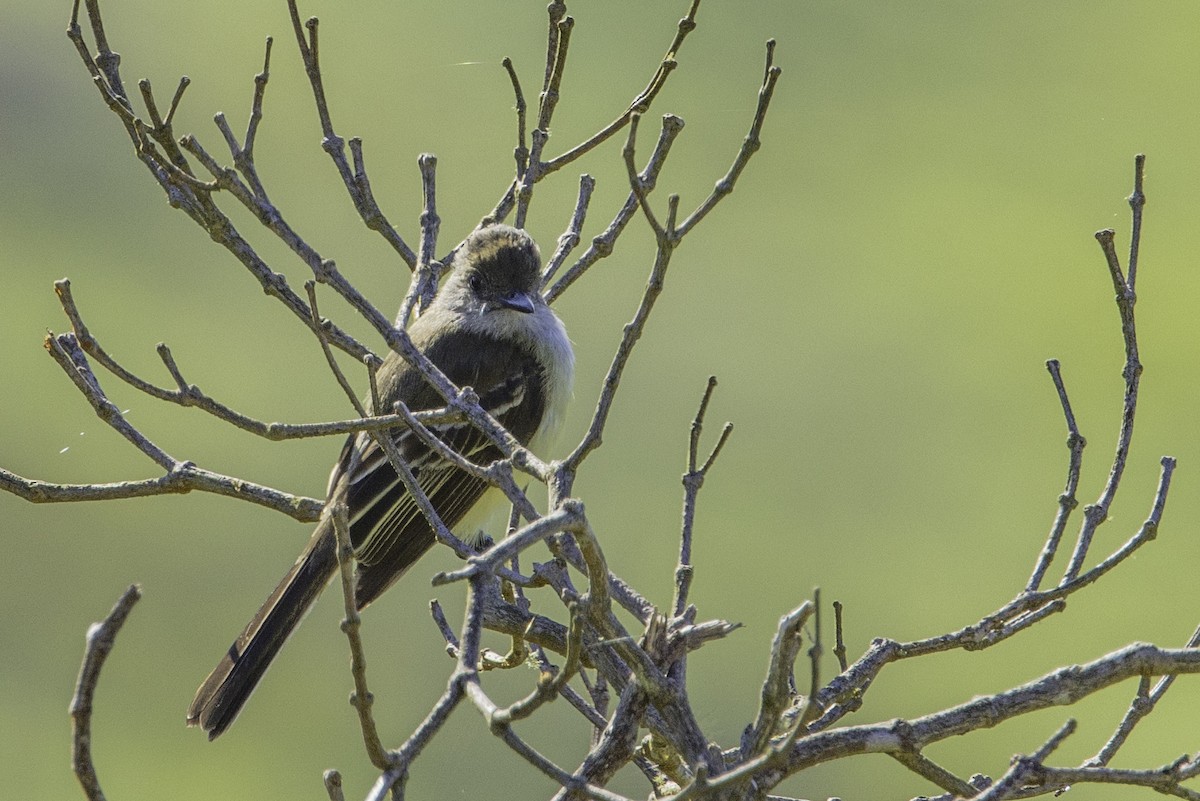 Pale-edged Flycatcher - ML623319600